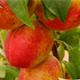 桃の種類